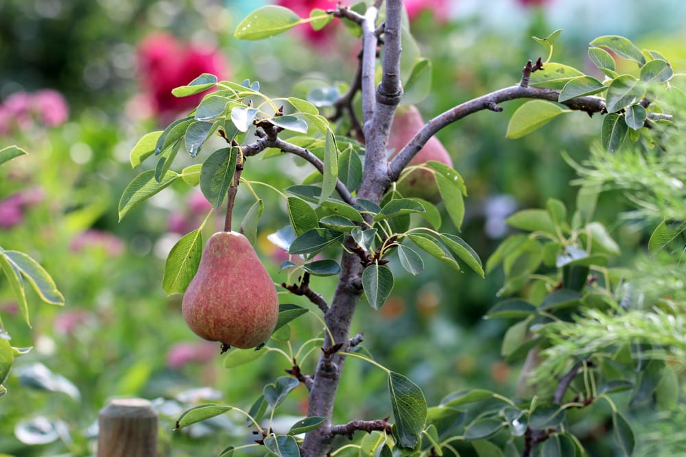 Zwergobstbaum: Anbau von Zwergobst im Garten