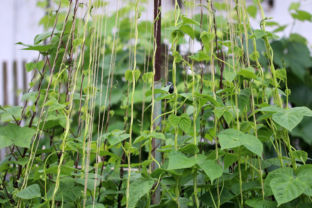 Bohnen - Phaseolus vulgaris