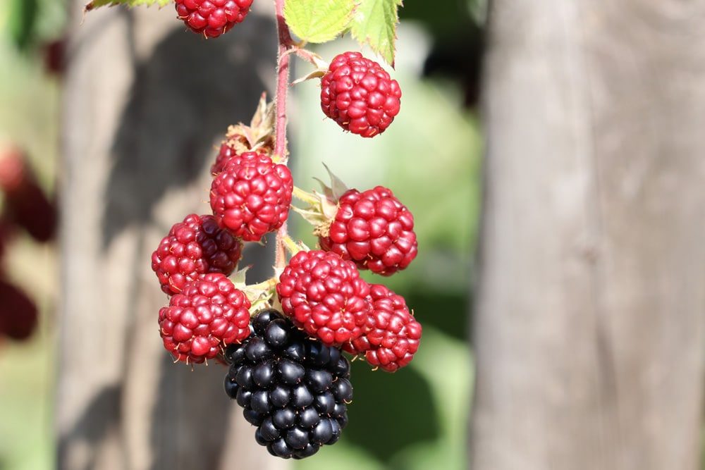 Brommbeere - Rubus sectio