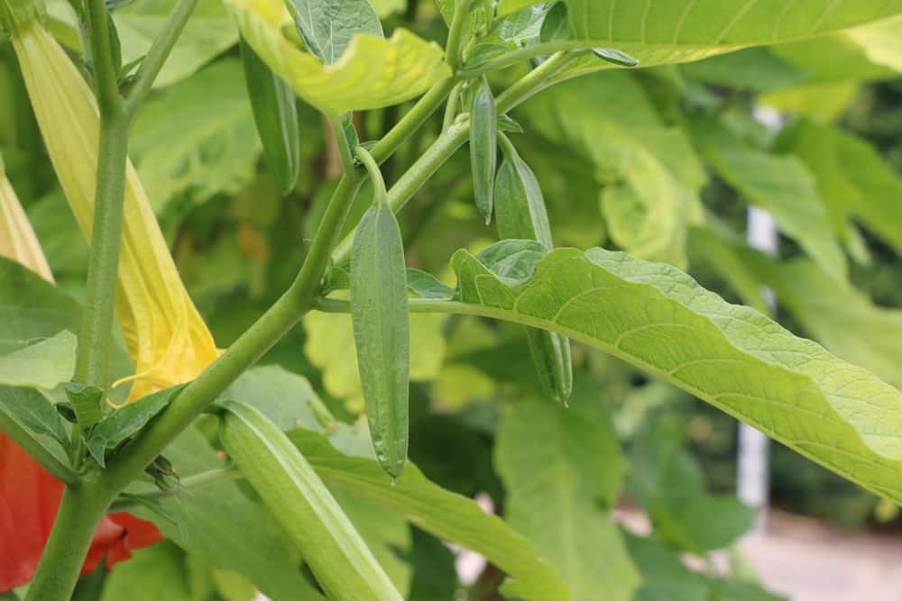 Engelstrompete - Brugmansia