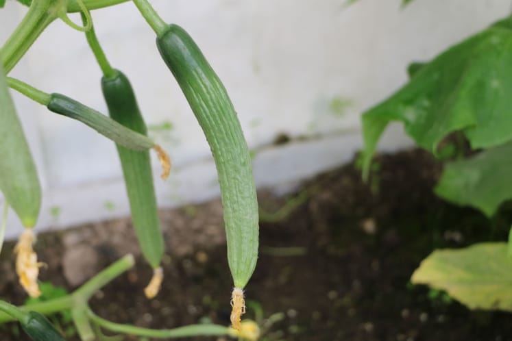 Gemüseanbau im Garten welches Gemüse nebeneinander pflanzen
