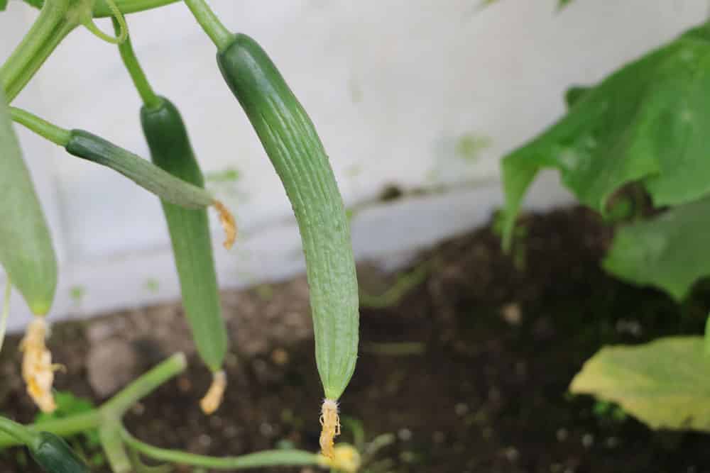 Gurken mit Blüte