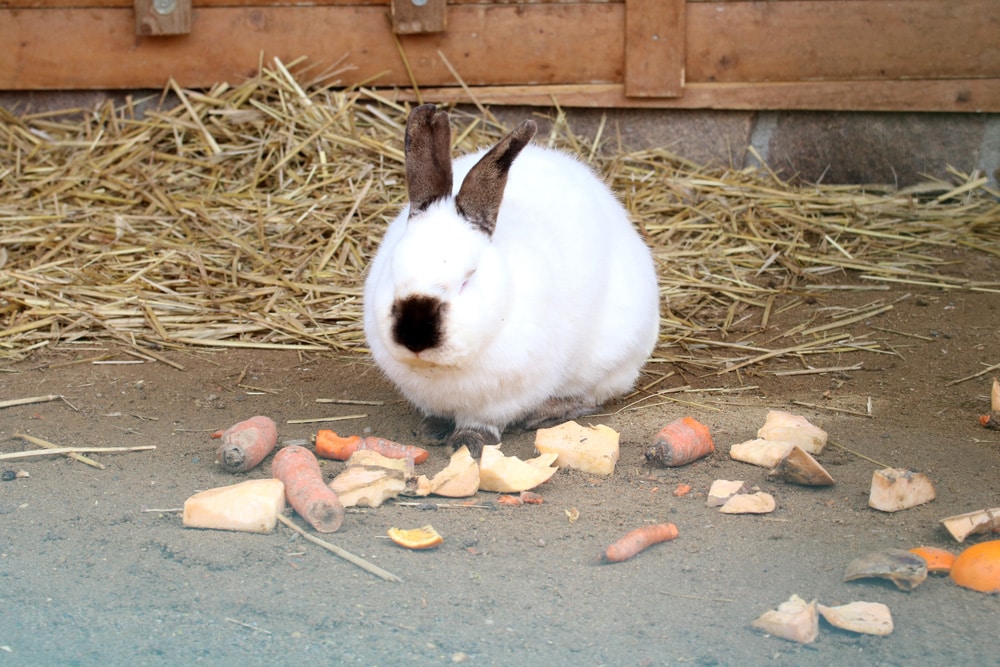 Hase Kanninchen