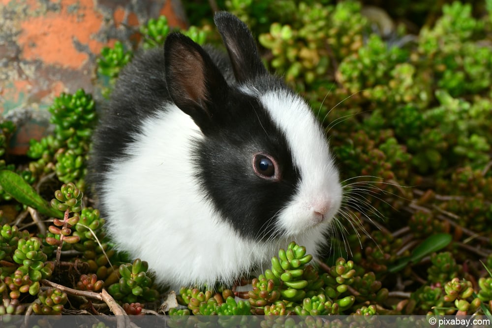 Hase - Kanninchen