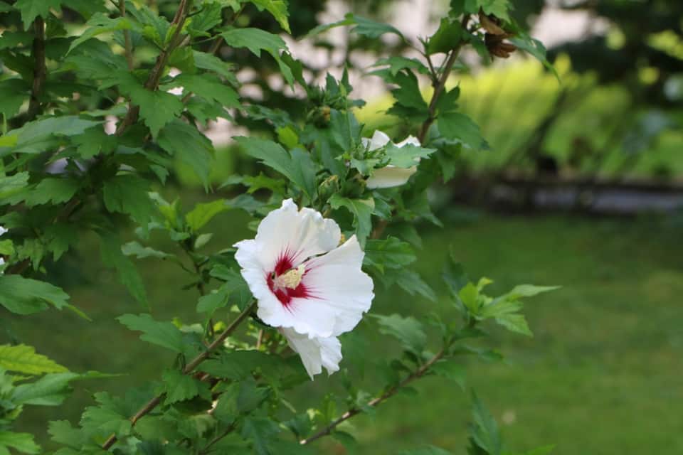 35+ Hibiskus Strauch Rückschnitt, An den zweigen, die sich in diesem