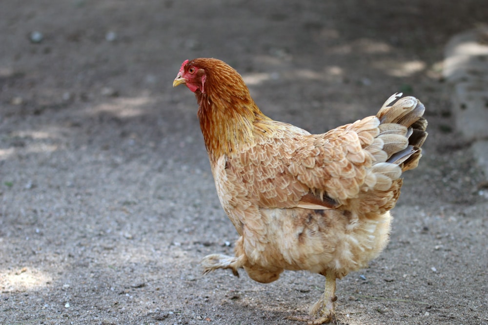 Huhn als Schneckenvernichter