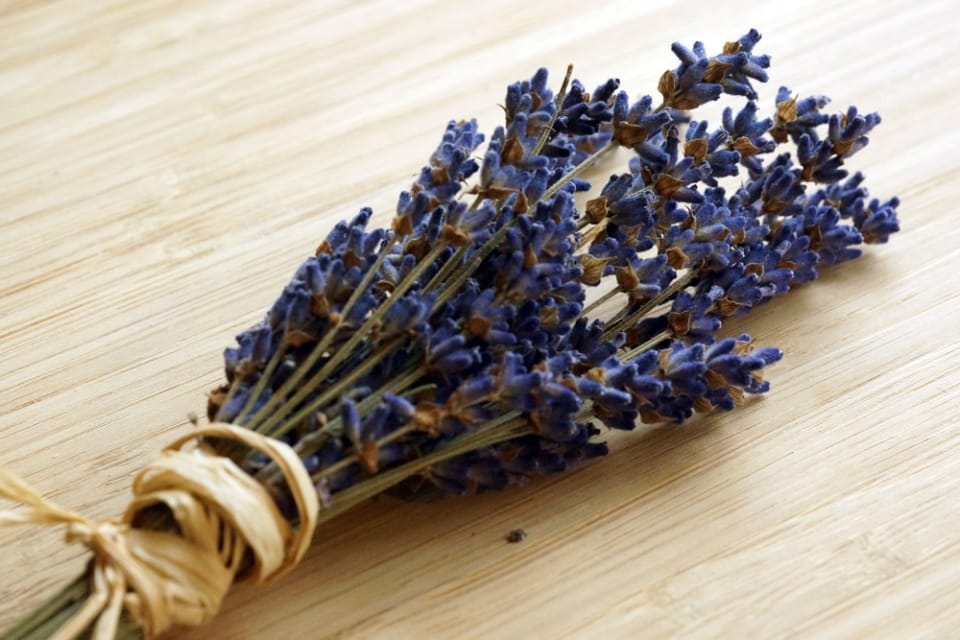 Lavendel gegen Wespen und Zecken hilft es wirklich?