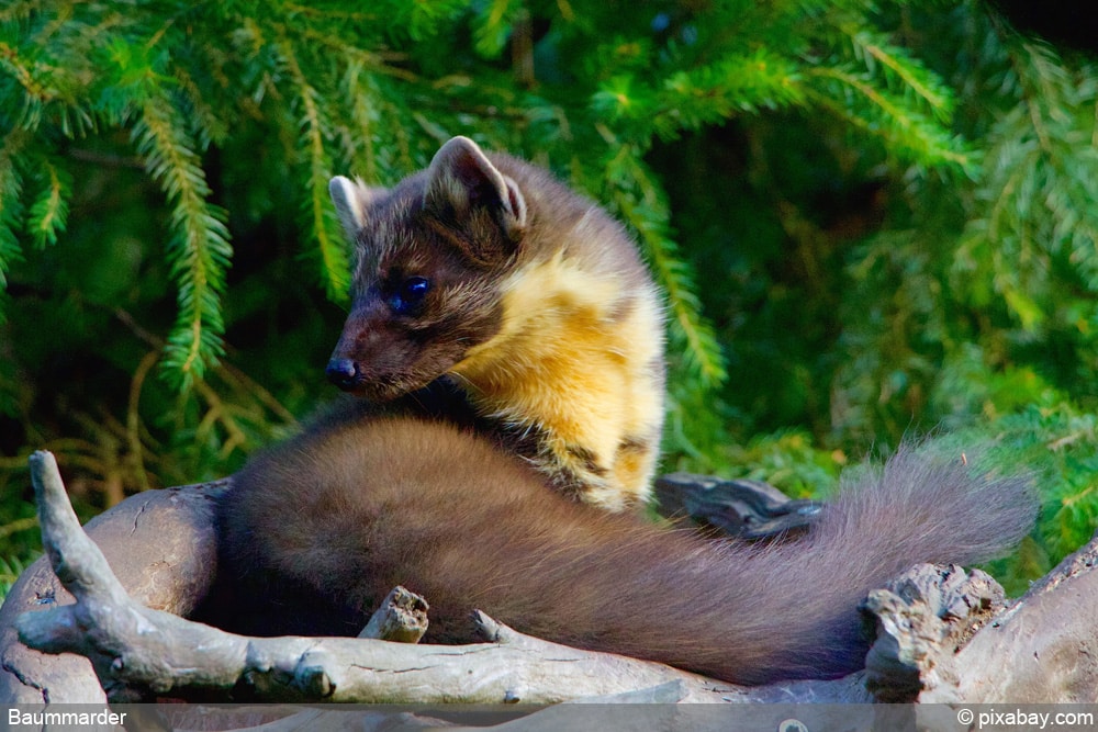 DachsKot im Garten erkennen 6 Merkmale