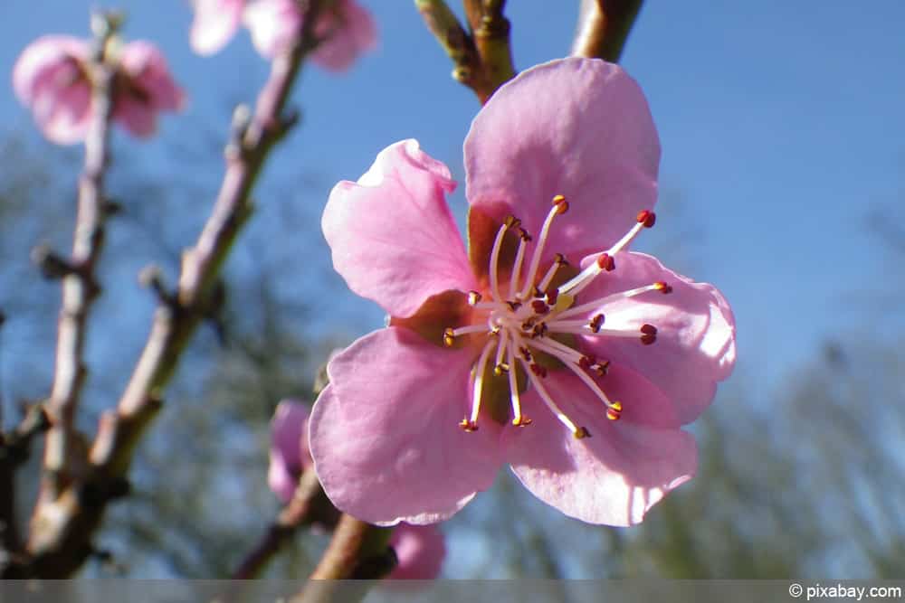 Nektarinen Blüte