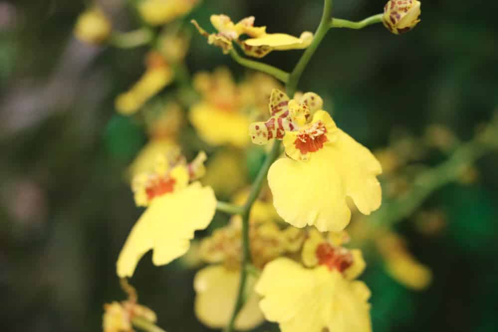 Orchidaceae - Orchideen Oncidium