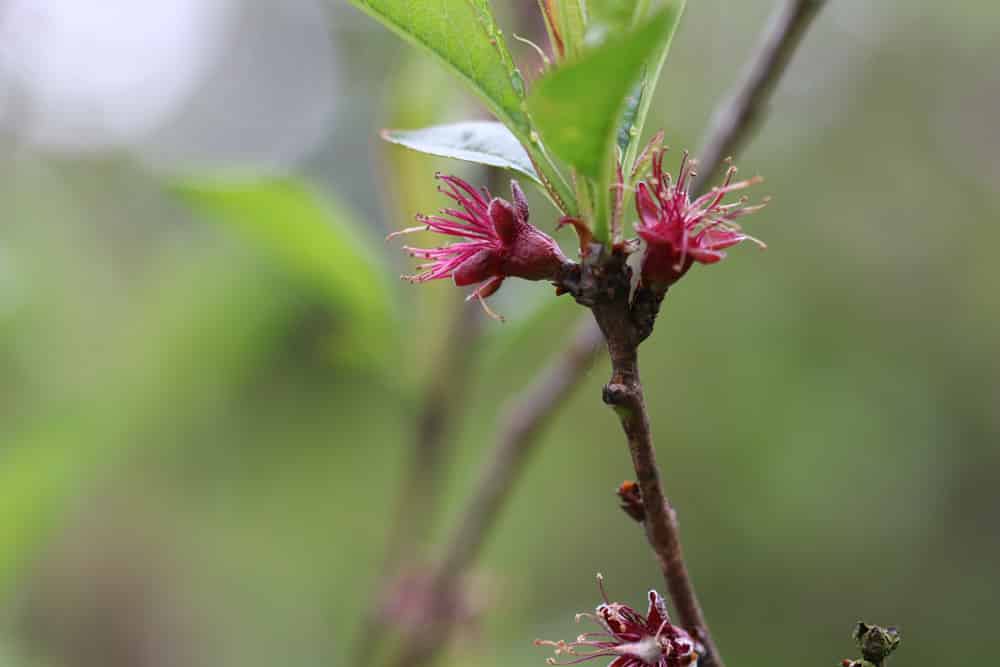 Pfirsichbaum - Prunus persica - Blüte