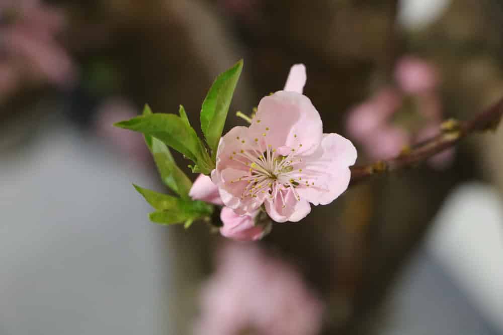 Pfirsichbaum - Prunus persica