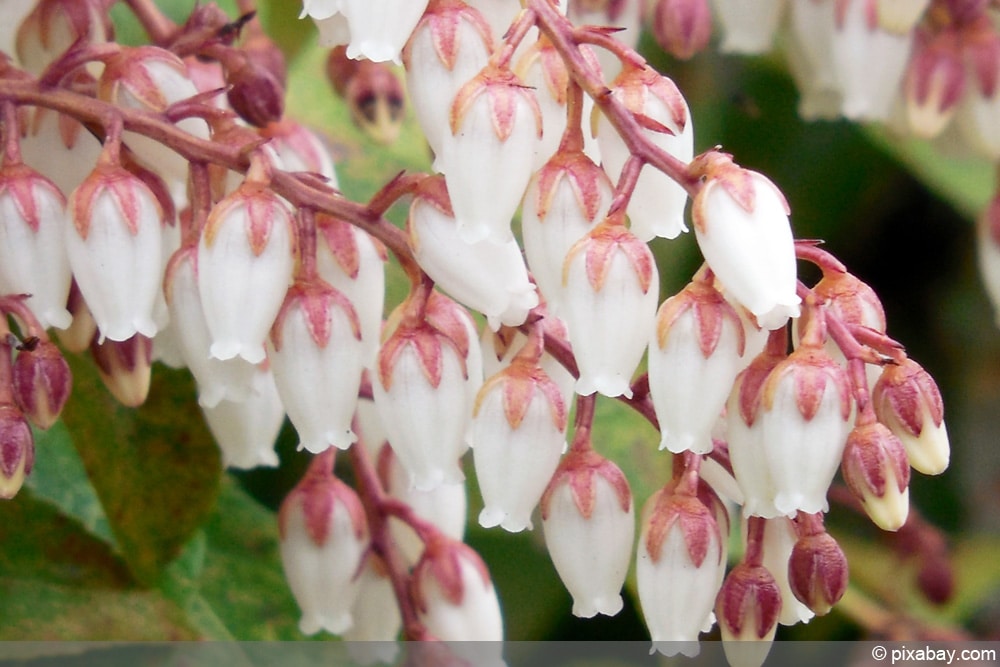 Pieris - Lavendelheide - Schattenglöckchen