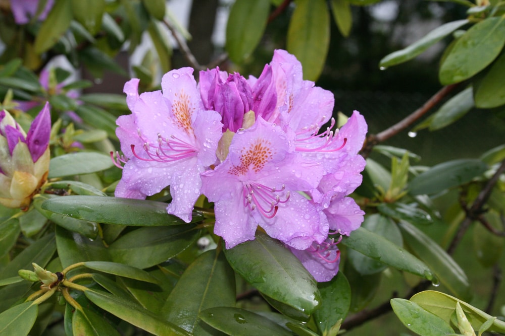 Wie lange dauert die Rhododendronblüte?
