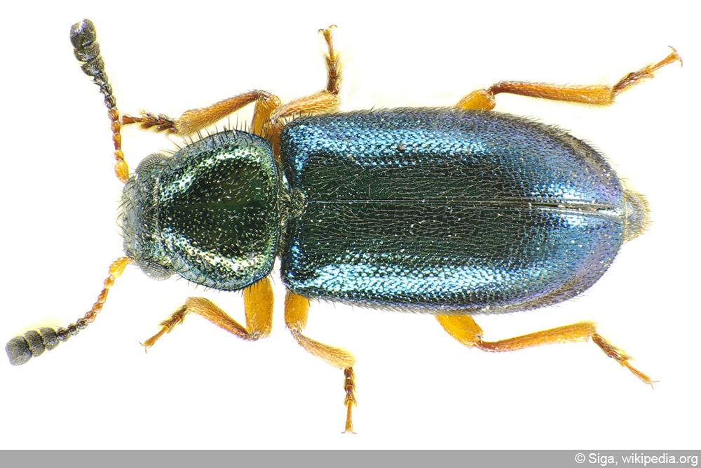 rotbeiniger Schinkenkäfer - Kolbenbundkäfer - Necrobia rufipes