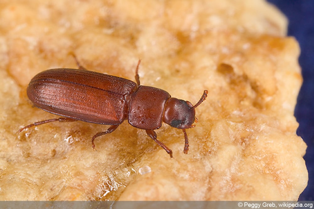 rotbrauner Reismehlkäfer - Tribolium Confusum