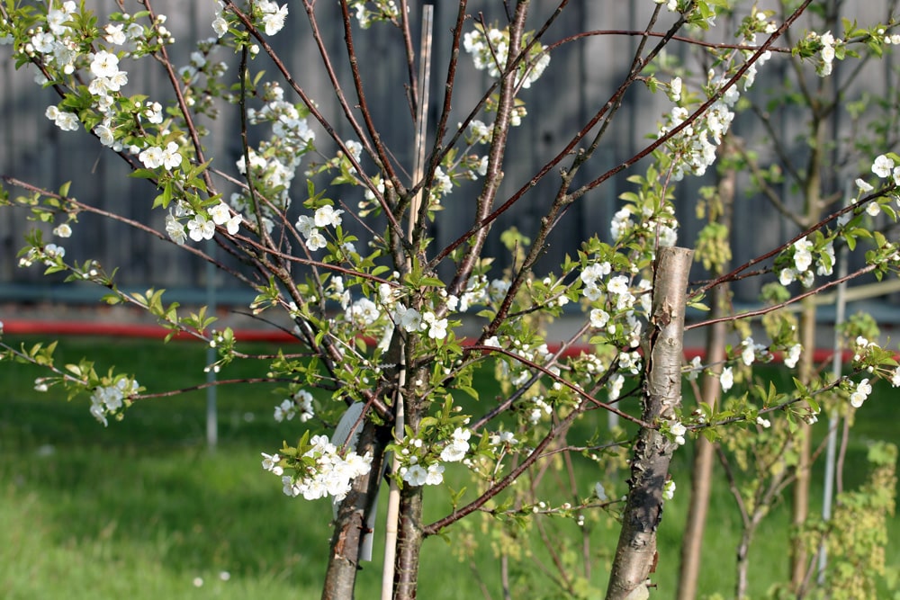 Sauerkirschbaum