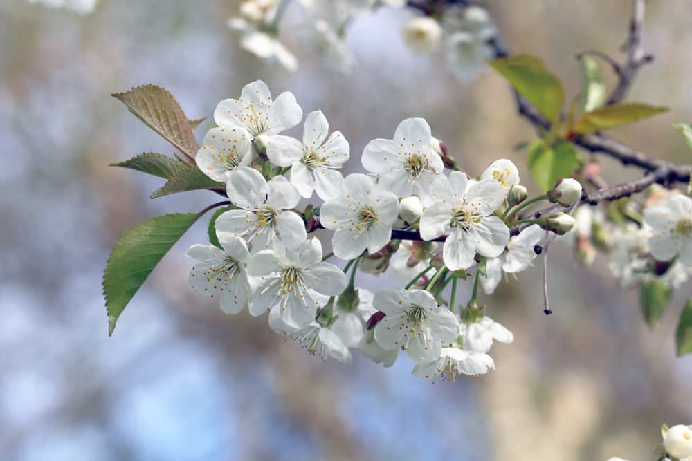 Sauerkirsche - Blüte