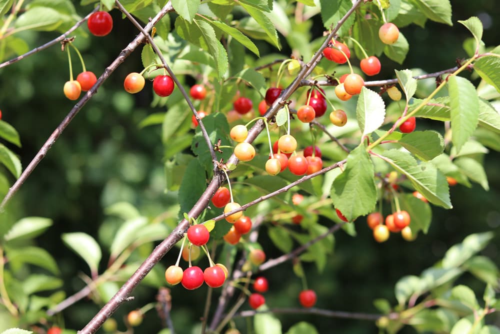 Sauerkirschen - Prunus cerasus