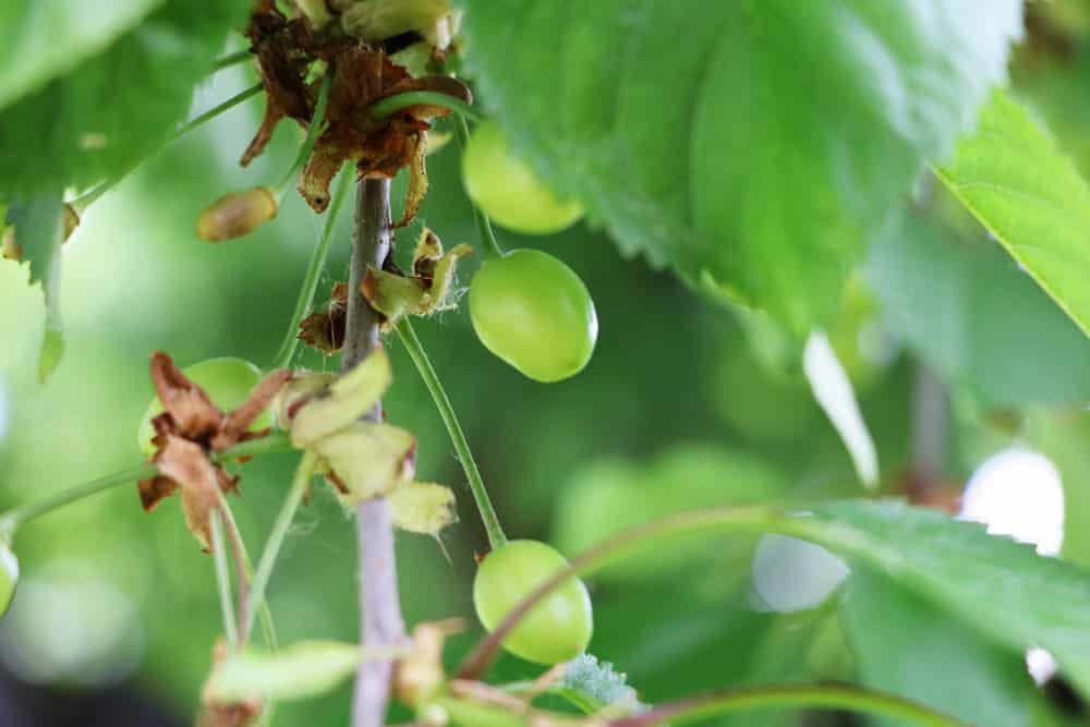 Süßkirsche - Prunus avium