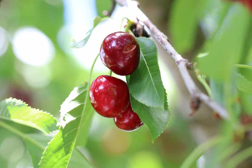 Süßkirsche - Prunus avium