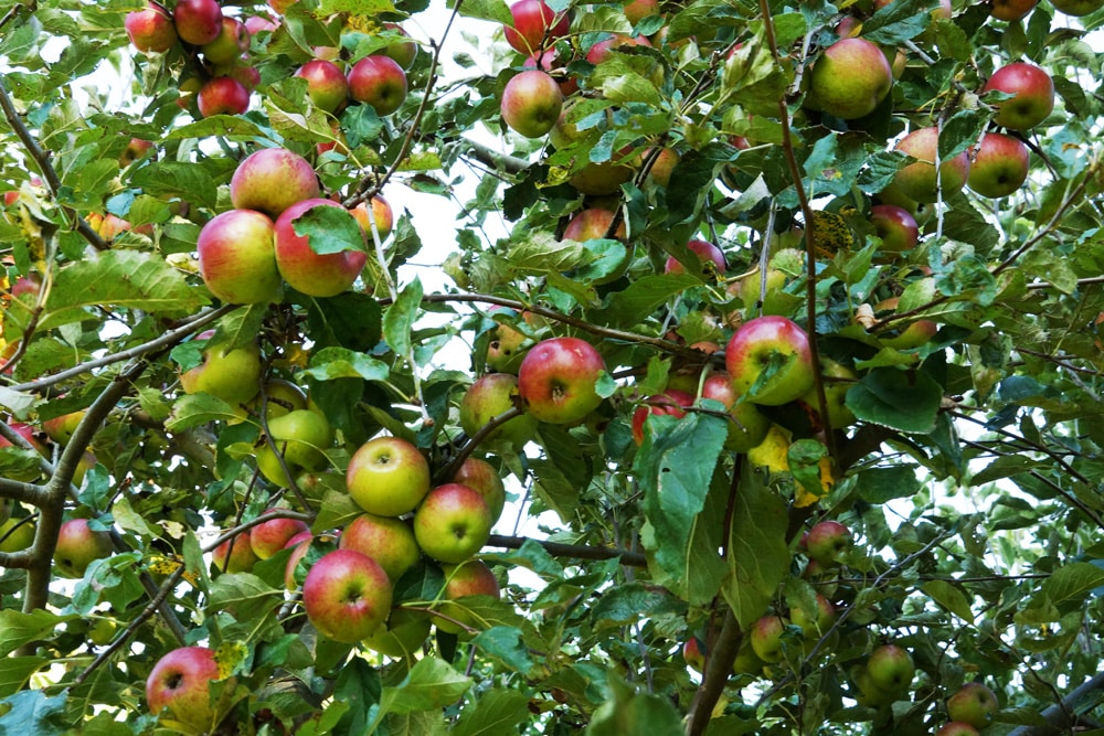 Apfelbaum mit guter Ernte