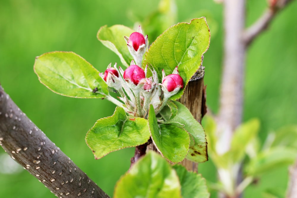 Apfel - Malus - Blüte