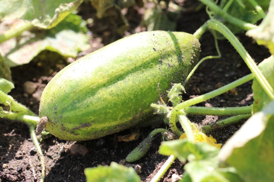Salatgurken Anbau von Schlangengurken im Gewächshaus/Freiland