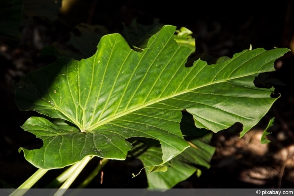 Alocasia, Elefantenohr Pflege und Hilfe bei gelben Blättern