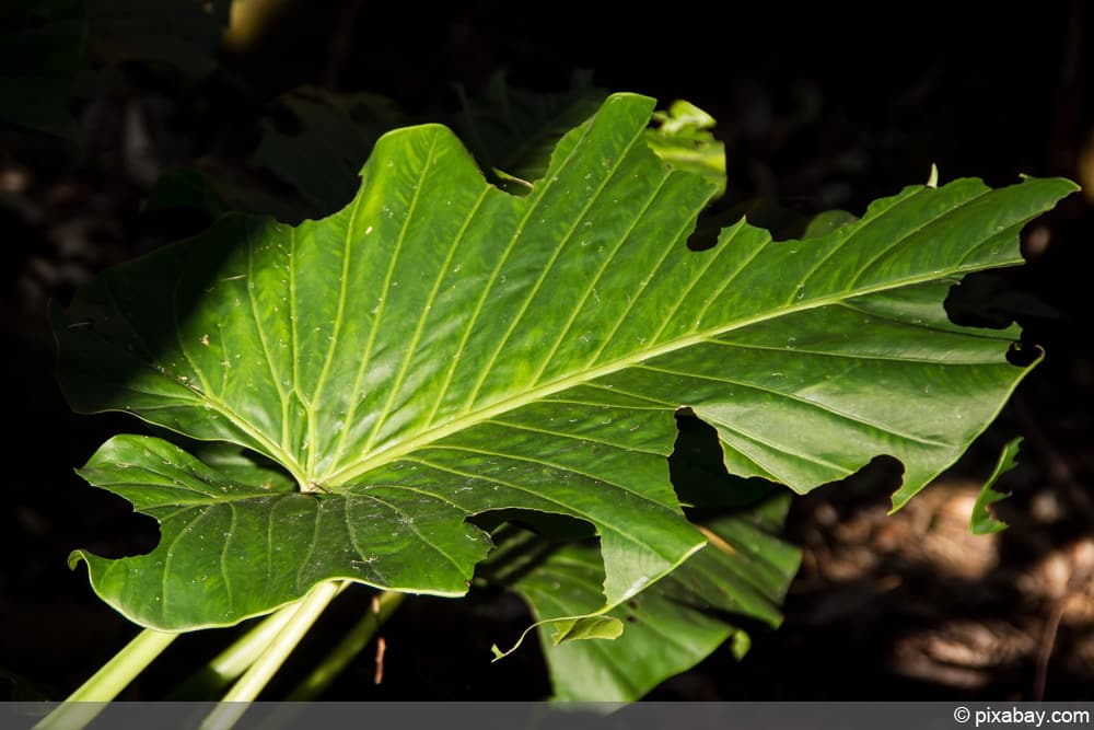 Alocasia - Elefantenohr - Alokasia