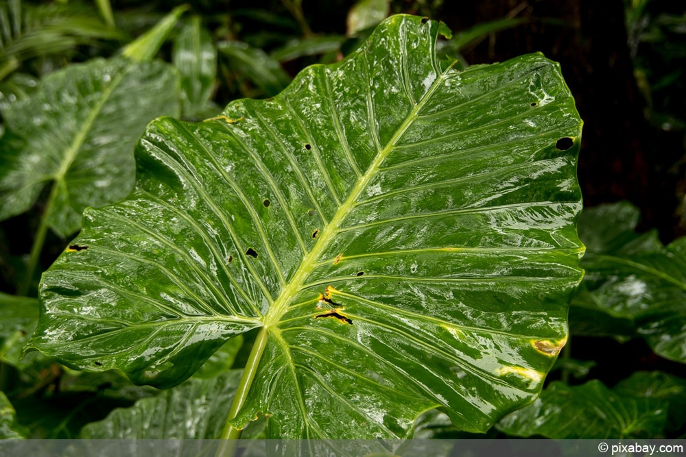 Alocasia - Elefantenohr - Alokasia