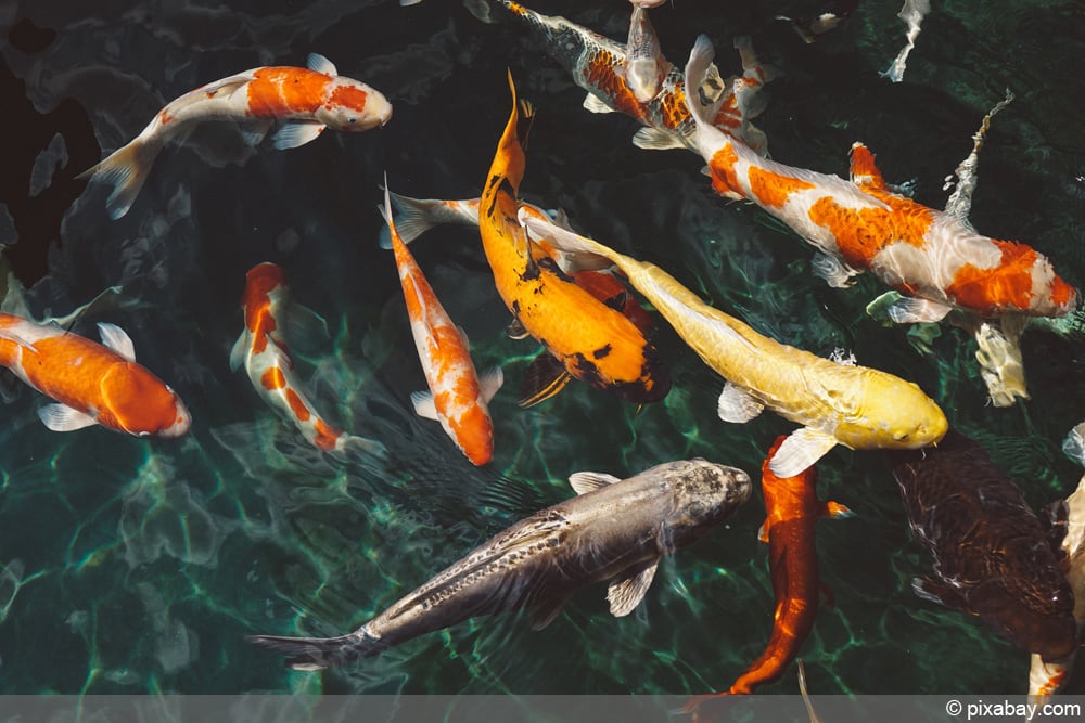 Fische im Teich