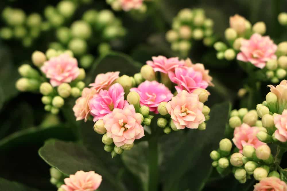 flammendes Kätchen - Kalanchoe