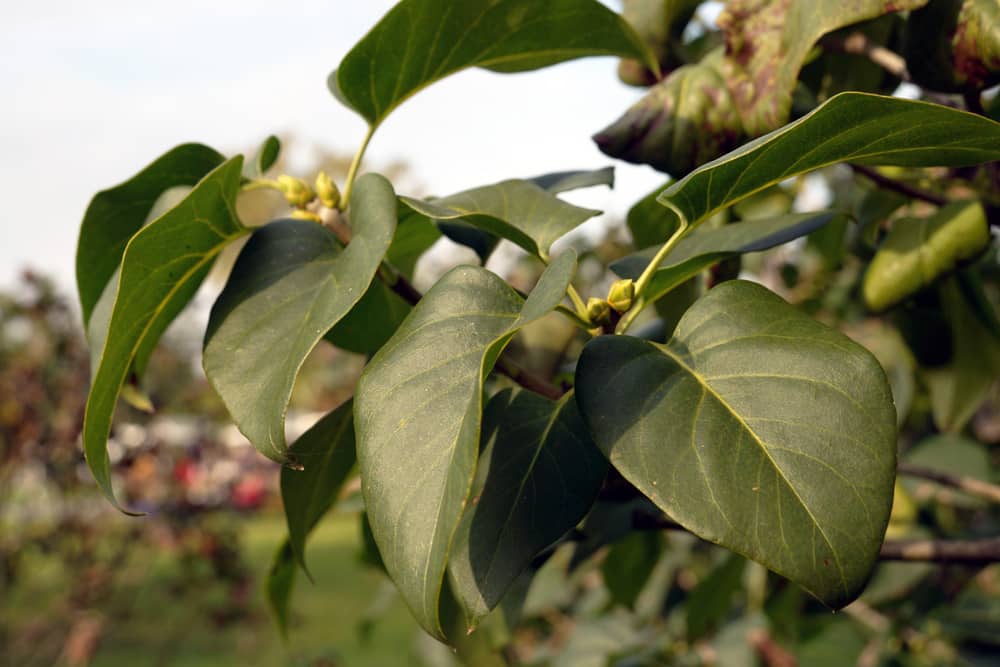 Flieder - Syringa