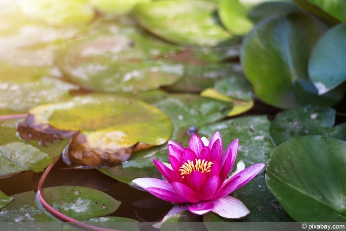 Gartenteich mit Seerose