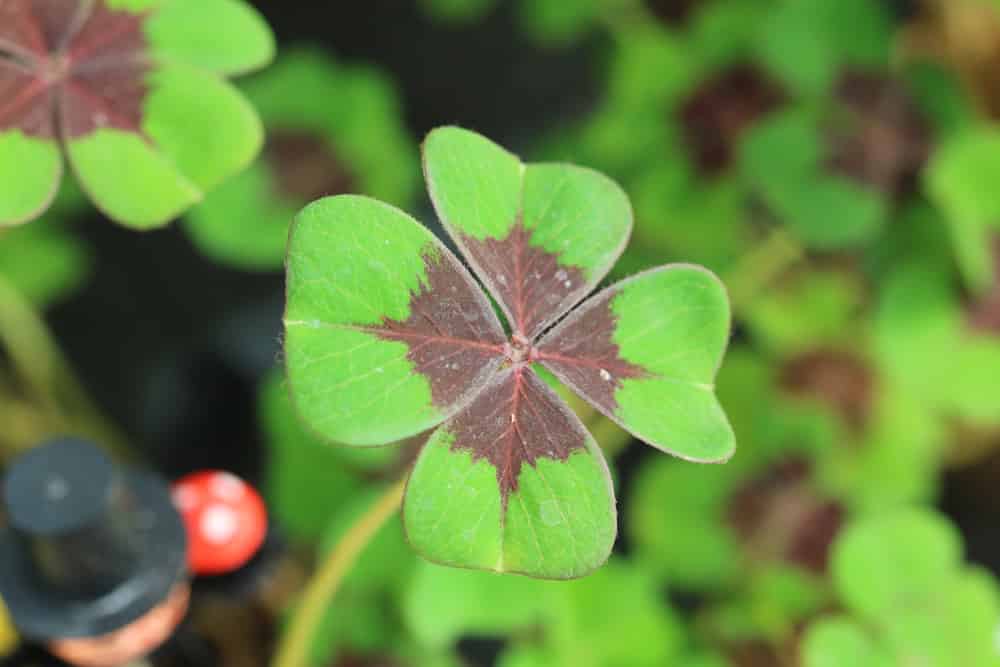 Glücksklee - Oxalis tetraphylla