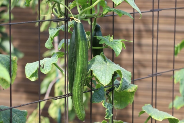 Salatgurken Anbau von Schlangengurken im Gewächshaus/Freiland