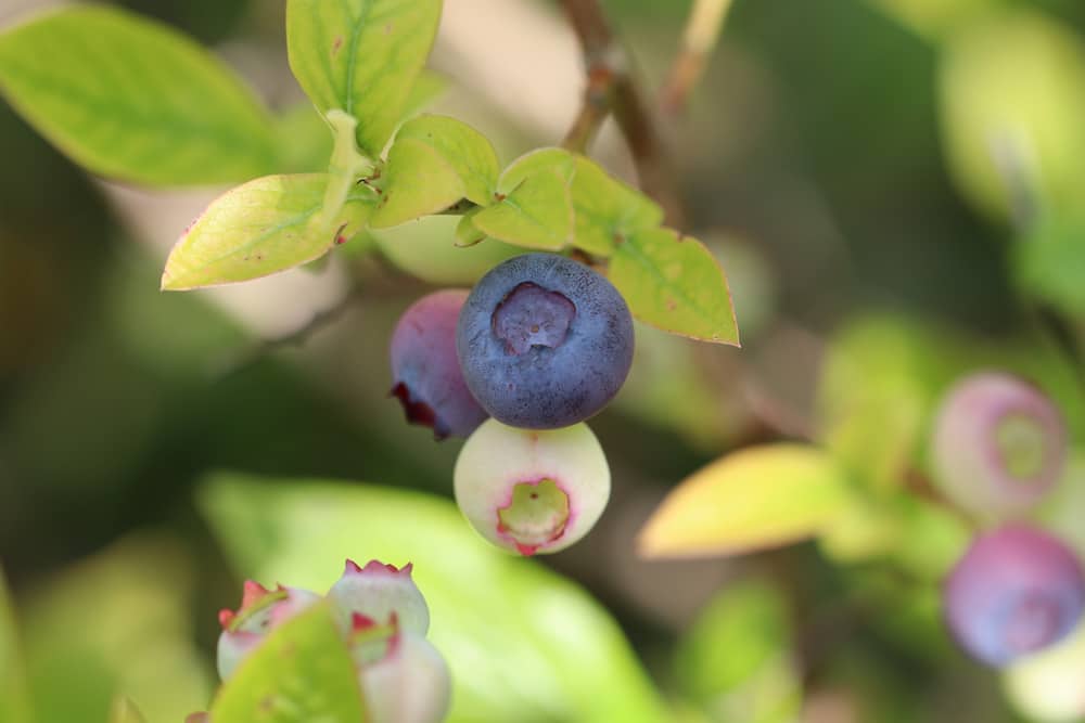 Heidelbeeren - Blaubeeren - Vaccinium myrtillu