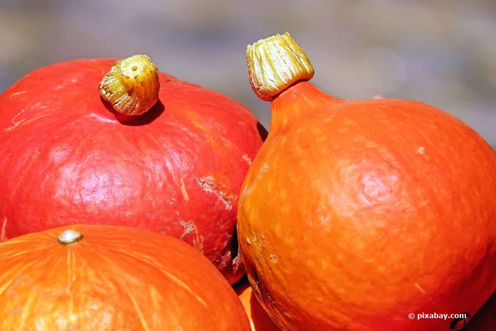 Hokkaido Kürbis ernten