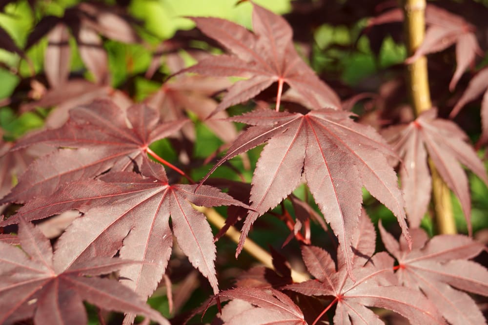 japanischer Fächerahorn - Acer palmatum