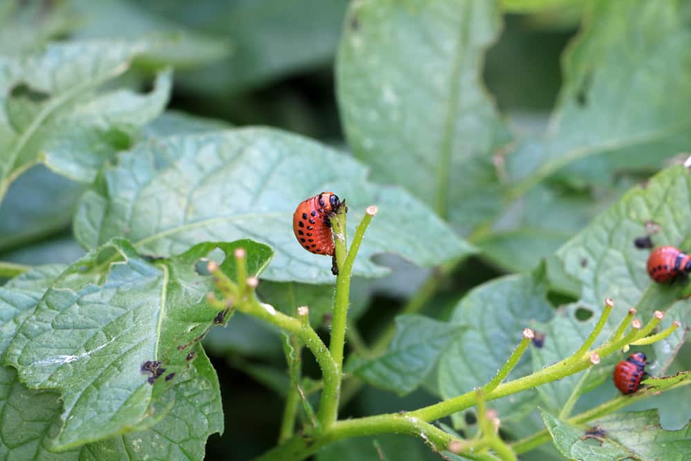 Kartoffelkäfer Raupe