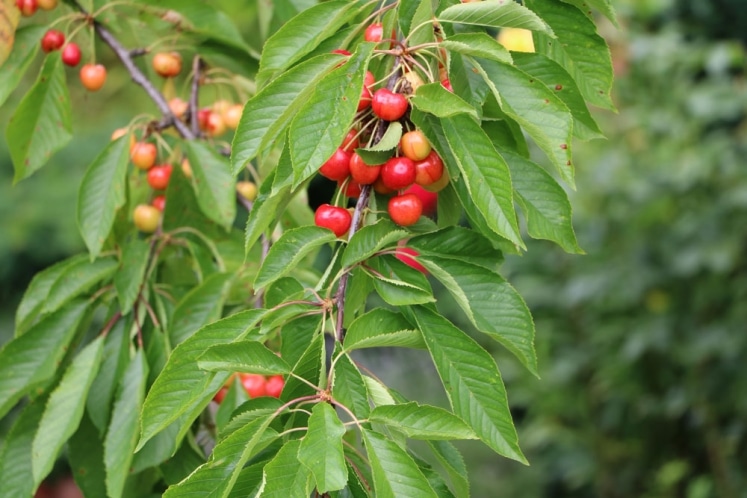 Obstbäume richtig pflanzen Welche nebeneinander pflanzen