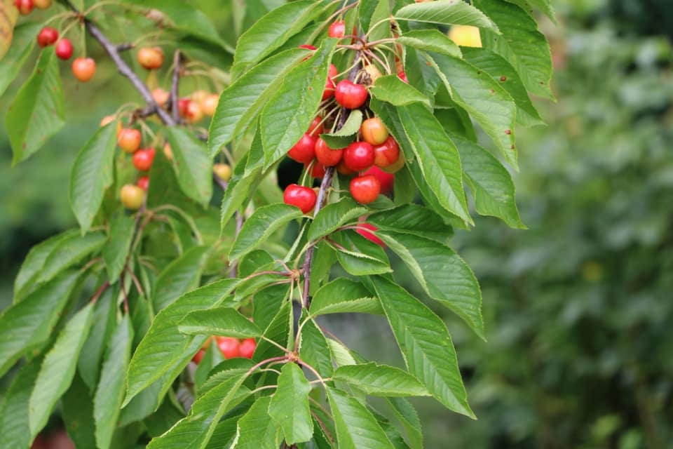 Leimringe bei Obstbäumen wann anbringen? Rezept zum selbst herstellen