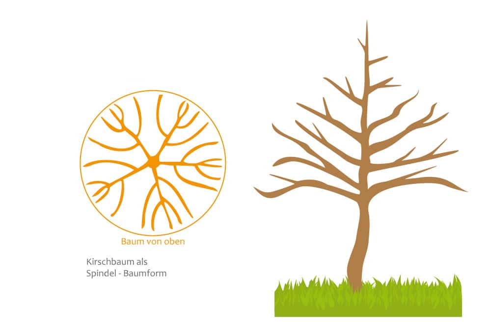 Kirschbaum Spindel