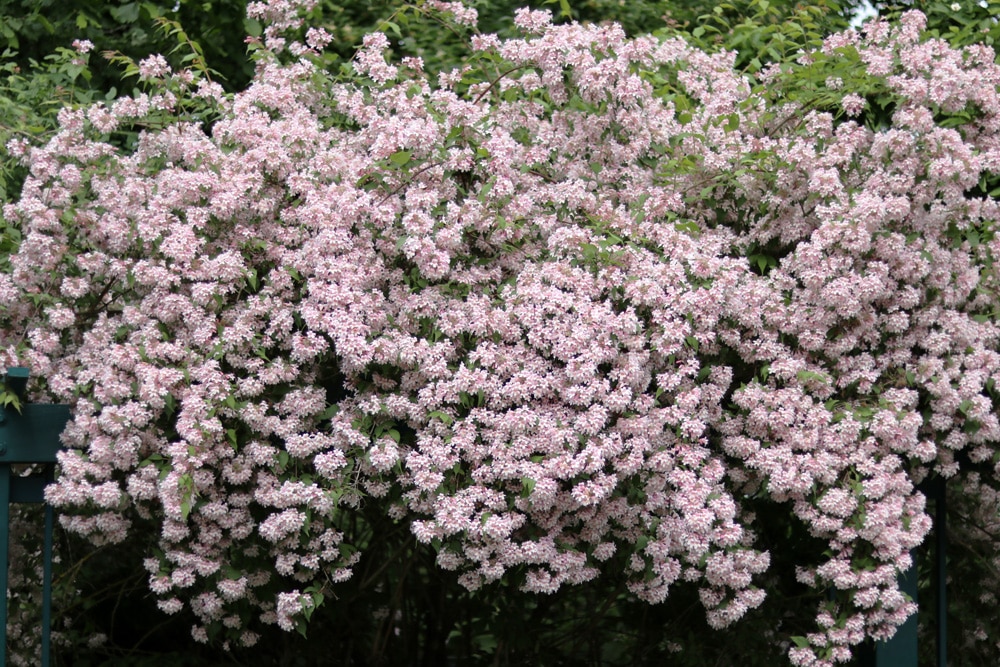 Kolkwitzie - Kolkwitzia - Perlmuttstrauch - Linnaea amabilis