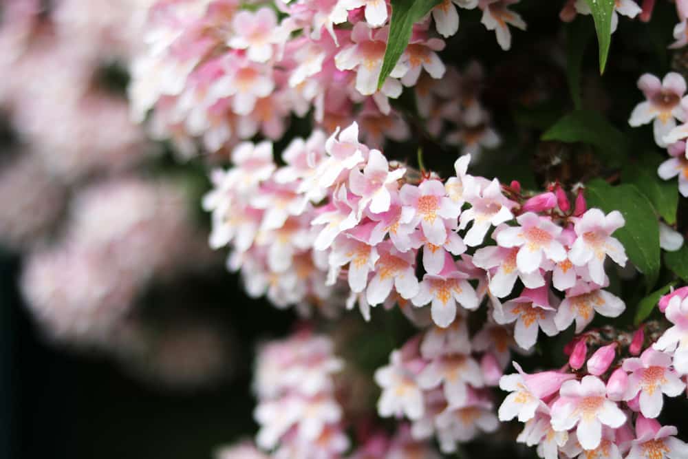 Kolkwitzie - Kolkwitzia - Perlmuttstrauch - Linnaea amabilis