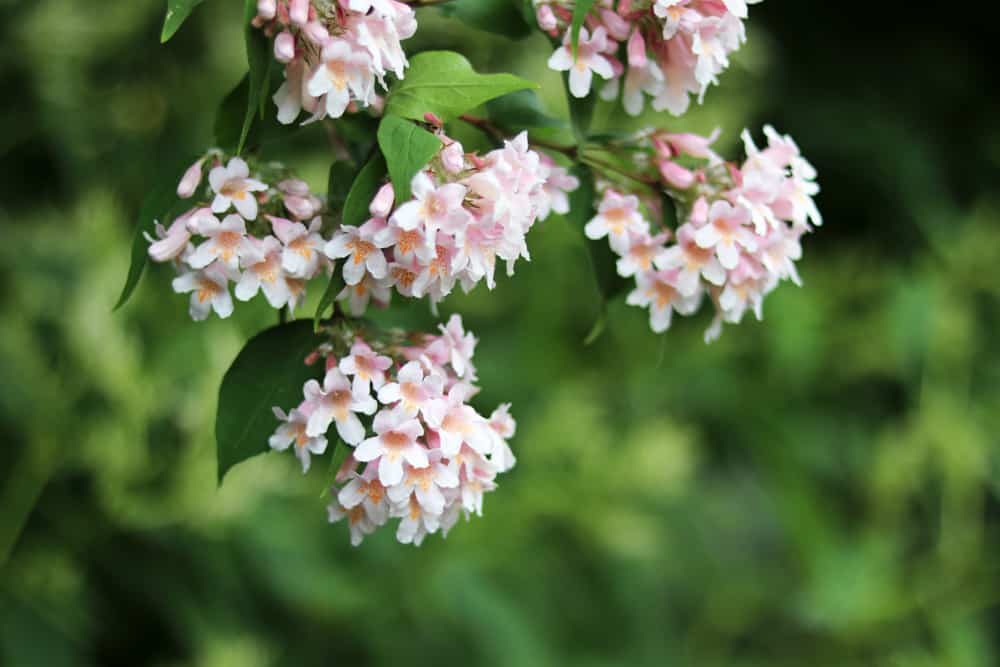 Kolkwitzie - Kolkwitzia - Perlmuttstrauch - Linnaea amabilis