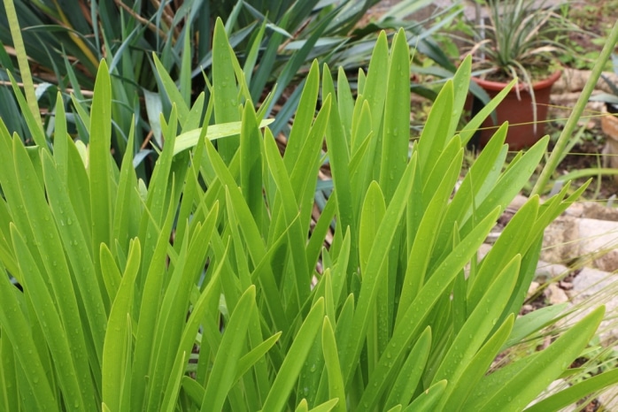 Agapanthus blüht nicht so treiben Schmucklilien neue Blüten