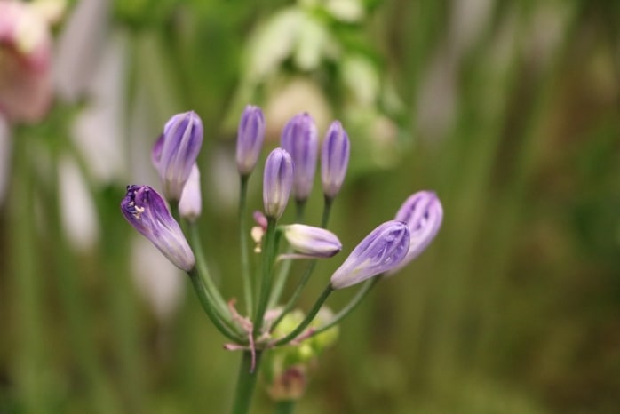 Agapanthus blüht nicht so treiben Schmucklilien neue Blüten