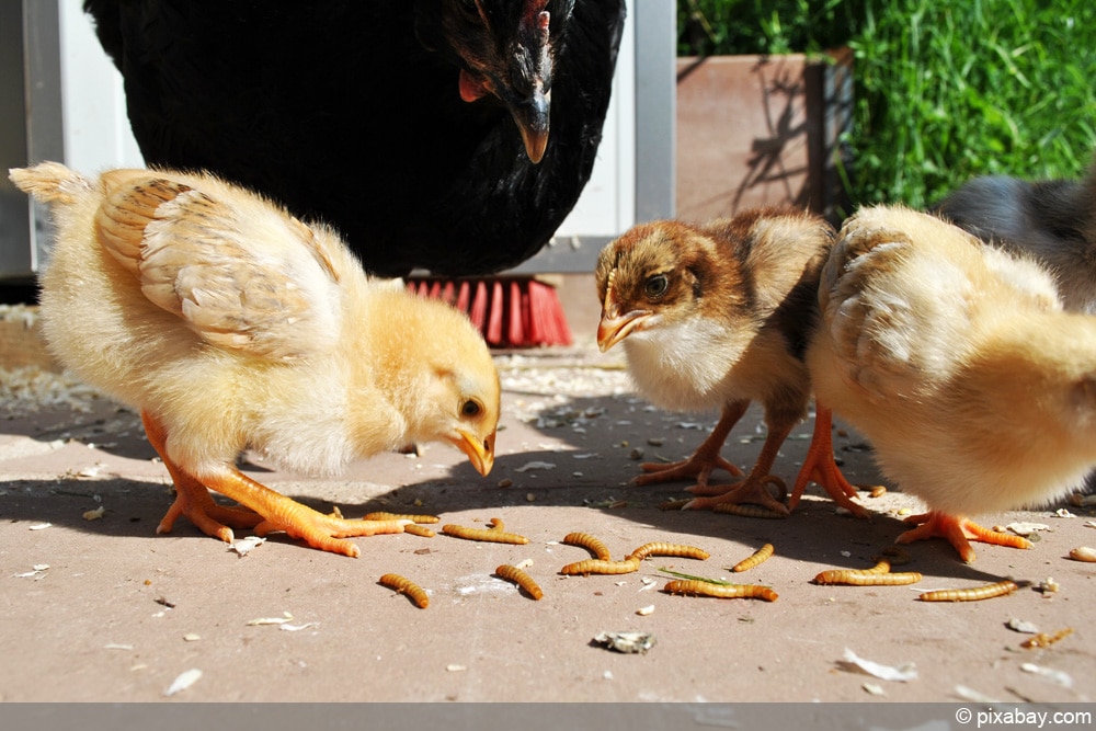 Mehlwürmer als Tiernahrung